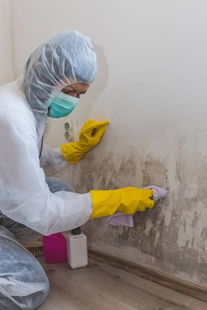 Best Post-Construction Mold Inspection  in Alamo, NV
