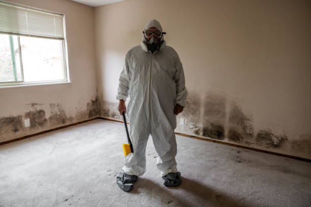 Best Mold Damage Restoration  in Alamo, NV